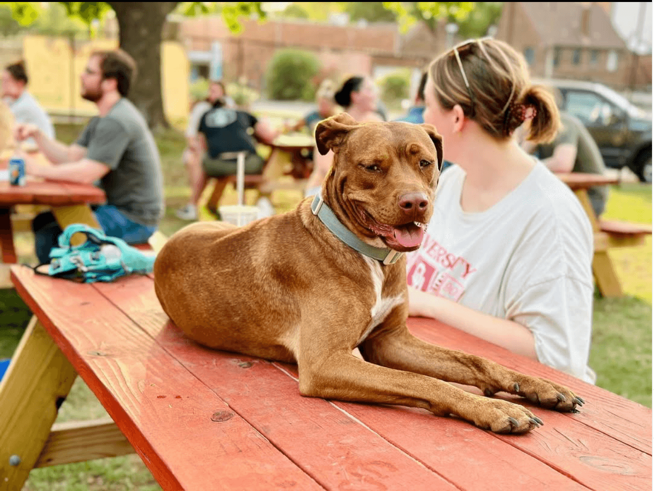 dog lounging on table